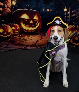 Pirate